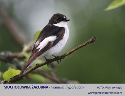 Muchołówka żałobna Muchołówka żałobna