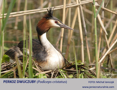Perkoz dwuczuby Perkoz dwuczuby