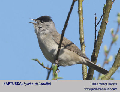 Pokrzewka czarnołbista, kapturka Pokrzewka czarnołbista, kapturka
