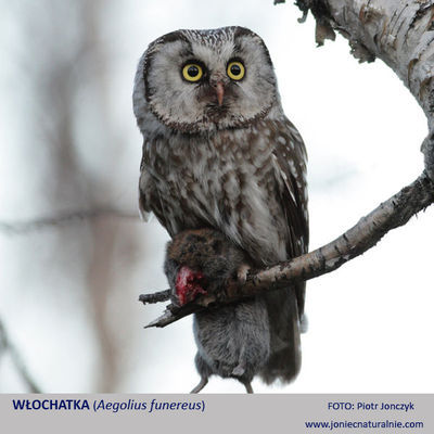 Włochatka Włochatka