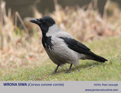 Wrona siwa Wrona siwa