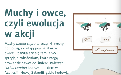 Ewolucja w akcji, czyli jak muchy pasożytujące na owcach uzyskały oporność na środek owadobójczy/ autor: Jarosław Bryk