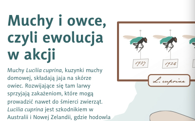 Ewolucja w akcji, czyli jak muchy pasoytujce na owcach uzyskay oporno na rodek owadobjczy/ autor: Jarosaw Bryk