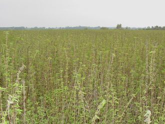 Pokrzywy porastajce spalone torfowisko (Kotlina Biebrzaska)/ rdo: Wydzia Biologii UW