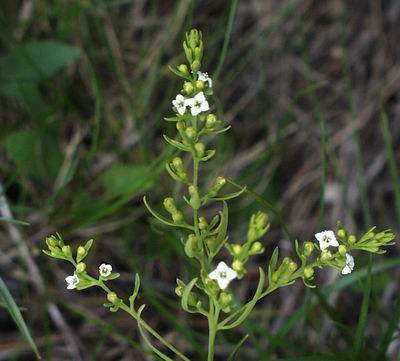 Thesium alpinum/ źródło: Flora Ojczysta Thesium_alpinum
