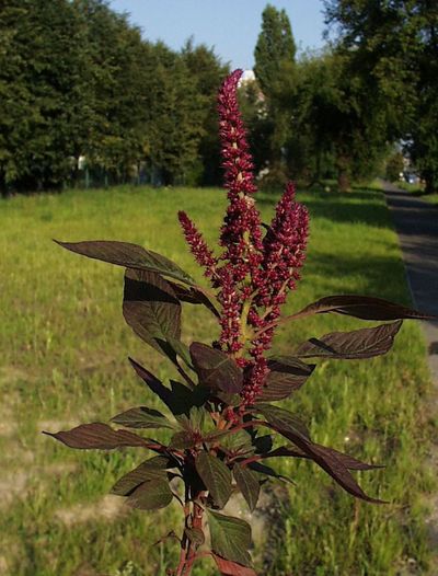 Amaranthus cruentus/ źródło: Flora Ojczysta Amaranthus cruentus/ źródło: Flora Ojczysta