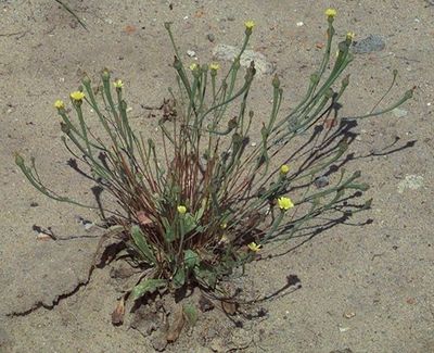 Arnoseris minima/
źródło : Flora Ojczysta Arnoseris minima/ źródło : Flora Ojczysta